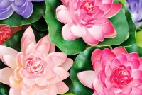 Пазл Лотосы