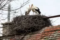 Пазл История любви