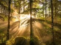 Пазл Лучи солнца