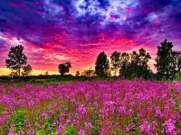 Пазл Луг на закате