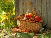 Пазл лукошко