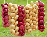 Пазл Луковые косы