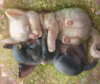 Пазл Лунные котята