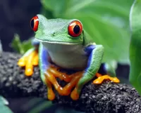 Пазл Лупоглазая