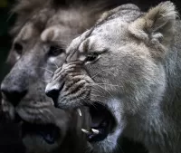 Пазл Львица