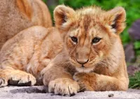 Пазл Львёнок