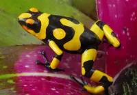 Пазл Лягушка