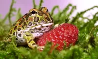 Пазл Лягушка