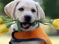 Пазл Любимой хозяйке