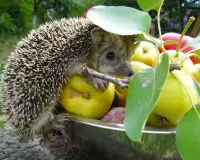 Пазл Любитель яблок 