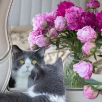 Пазл Любознательный кот