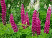 Пазл Люпины 