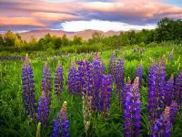 Пазл Люпины