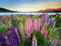 Пазл Люпины 