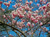 Пазл Магнолия