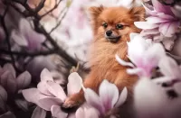 Пазл Магнолия