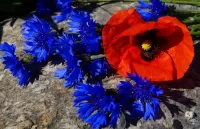 Пазл Мак с васильками