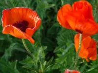 Пазл Маки 03