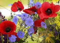 Пазл Маки и лён