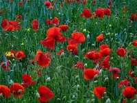 Пазл Маки полевые