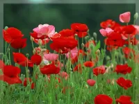 Пазл Маки полевые 