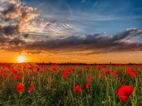 Пазл Маковое поле