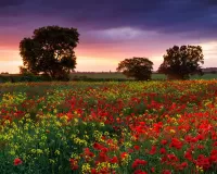 Пазл Маковое поле
