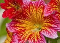 Пазл Макрофотография