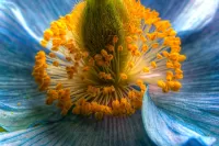 Пазл Макросъемка