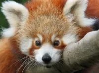 Пазл Малая панда