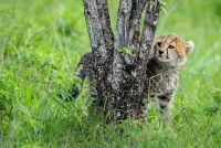 Пазл Маленький гепард