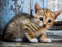 Пазл Маленький котёнок 
