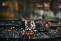 Пазл Маленький охотник