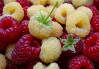 Пазл Малина 