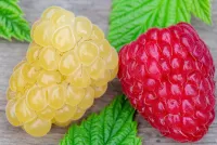 Пазл Малина