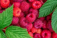 Пазл Малина