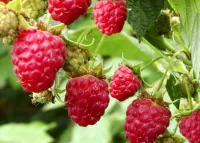 Пазл Малина