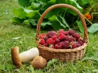 Пазл Малина и боровики