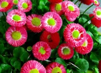 Пазл Маргаритки 