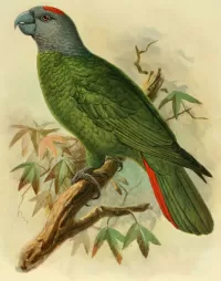 Пазл Мартиникский амазон