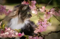 Пазл Мартовский кот