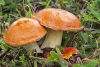 Пазл Маслята