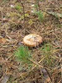 Пазл Маслёнок