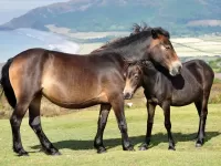 Пазл Мать и дитя