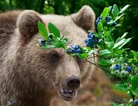 Пазл Медведь 