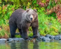 Пазл Медведь