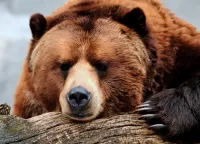 Пазл Медведь