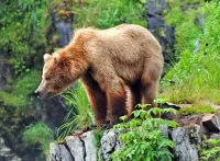 Пазл Медведь