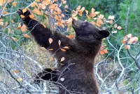 Пазл Медведь