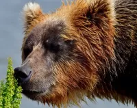 Пазл Медведь гризли